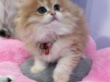 British Longhair Golden Shaded Ny11 SAFKAN ORJİNAL
