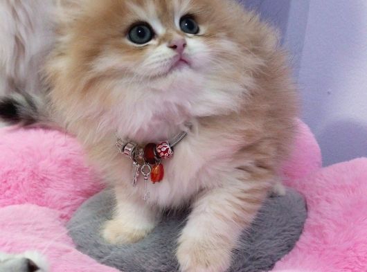 British Longhair Golden Shaded Ny11 Safkan Orji̇nal