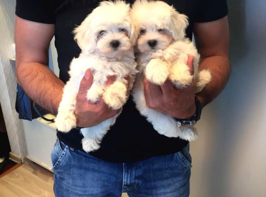 İstanbul Köpek Çi̇ftli̇ği̇ Muhteşem Maltese Teri̇er Yavrular görsel
