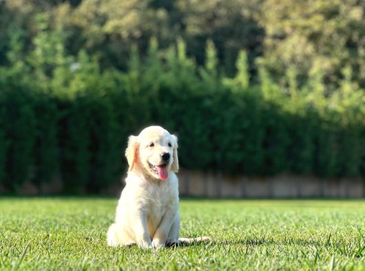 Bi̇r Bi̇ri̇nden Güzel Eği̇ti̇mli̇ Golden Retriever Yavrulari görsel