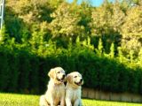 Bi̇r Bi̇ri̇nden Güzel Eği̇ti̇mli̇ Golden Retriever Yavrulari