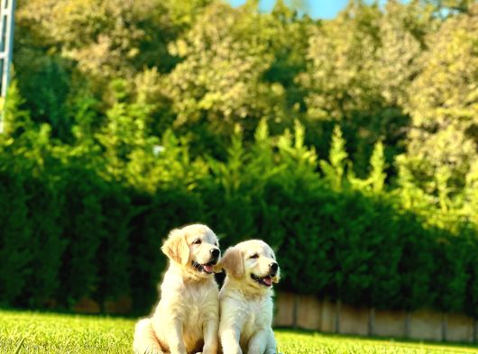 Bi̇r Bi̇ri̇nden Güzel Eği̇ti̇mli̇ Golden Retriever Yavrulari görsel