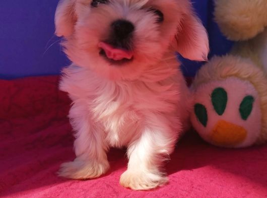 İstanbul Köpek Çi̇ftli̇ği̇ Muhteşem Maltese Teri̇er Yavrular görsel