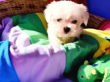 İstanbul Köpek Çi̇ftli̇ği̇ Muhteşem Maltese Teri̇er Yavrular