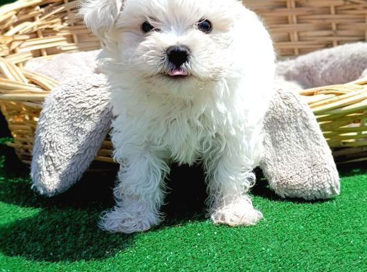 İstanbul Köpek Çi̇ftli̇ği̇ Muhteşem Maltese Teri̇er Yavrular görsel
