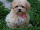 Istanbul Köpek Çi̇ftli̇ği̇ Gerçek Malti̇poo Yavrular