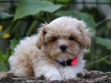 Istanbul Köpek Çi̇ftli̇ği̇ Gerçek Malti̇poo Yavrular