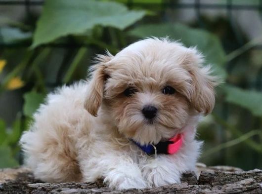 Istanbul Köpek Çi̇ftli̇ği̇ Gerçek Malti̇poo Yavrular görsel