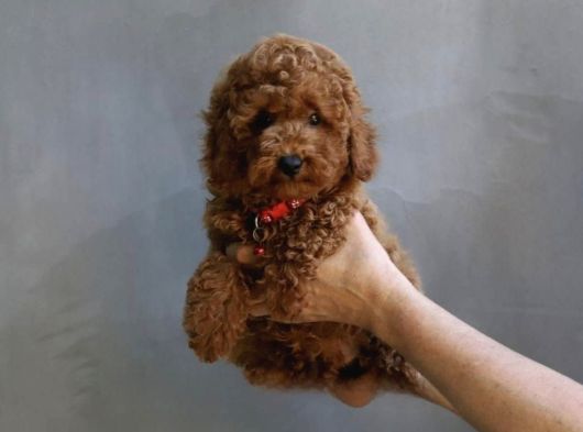 İstanbul Köpek Çiftliği Her Boy Toy Poodle Yavrular görsel