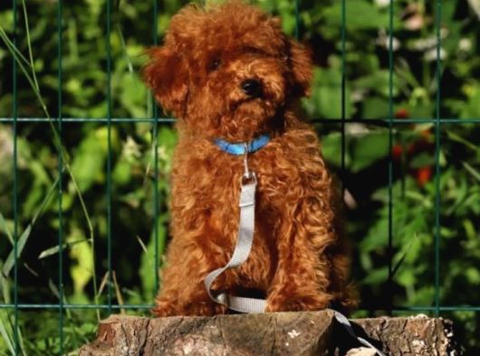 İstanbul Köpek Çiftliği Her Boy Toy Poodle Yavrular görsel