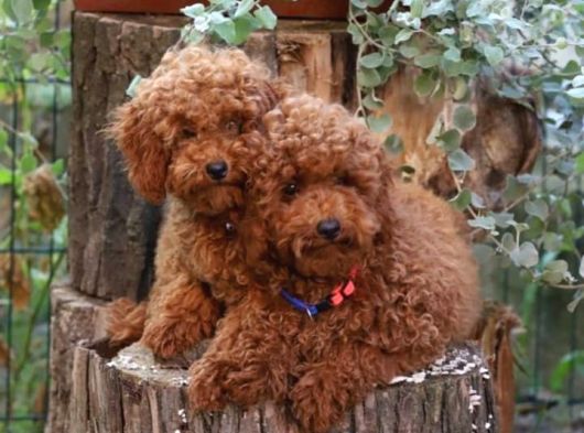 İstanbul Köpek Çiftliği Her Boy Toy Poodle Yavrular görsel