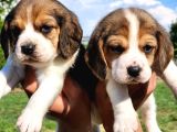 Kaliteli kan hattı beagle yavrularımız