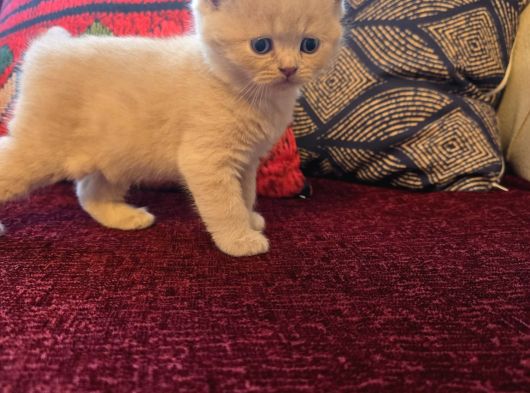 Baba Scottish Fold Anne British Yavrular görsel