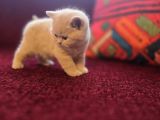 Baba Scottish Fold Anne British Yavrular