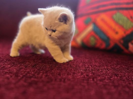 Baba Scottish Fold Anne British Yavrular görsel