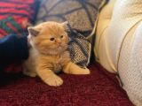 Baba Scottish Fold Anne British Yavrular