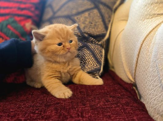 Baba Scottish Fold Anne British Yavrular görsel