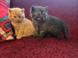 Baba Scottish Fold anne British yavrular