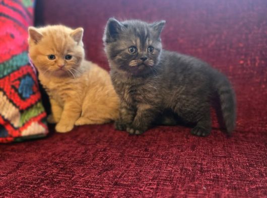 Baba Scottish Fold Anne British Yavrular