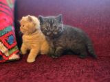 Baba Scottish Fold Anne British Yavrular