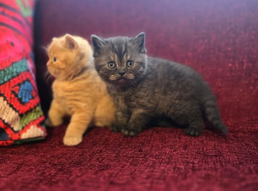 Baba Scottish Fold Anne British Yavrular görsel