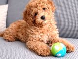 ISTANBUL KÖPEK ÇİFTLİĞİ GERÇEK MALTİPOO YAVRULAR