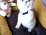 A Kalite Blue Point Ve Lynx Point Bebekler