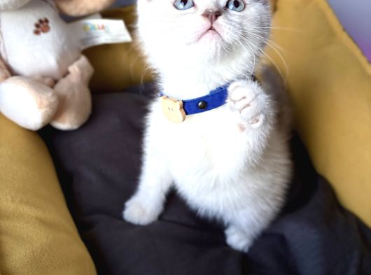 A Kalite Blue Point Ve Lynx Point Bebekler görsel