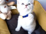 A Kalite Blue Point Ve Lynx Point Bebekler