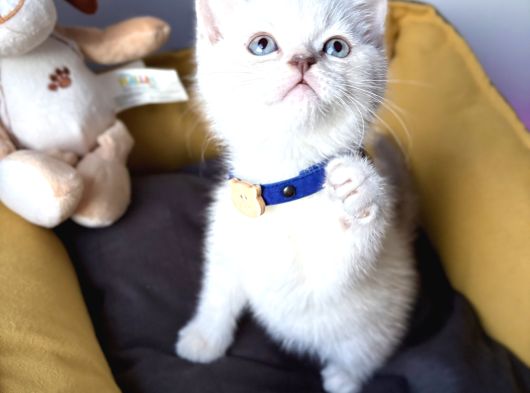 A Kalite Blue Point Ve Lynx Point Bebekler görsel