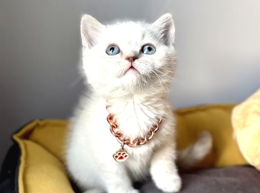 A Kalite Blue Point Ve Lynx Point Bebekler görsel