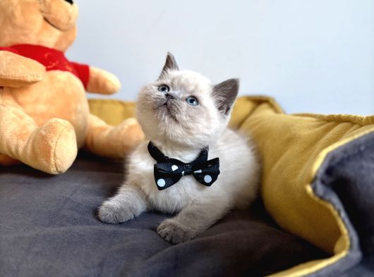 A Kalite Blue Point Ve Lynx Point Bebekler görsel