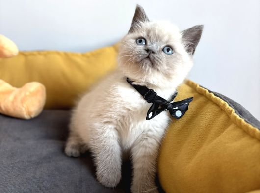 A Kalite Blue Point Ve Lynx Point Bebekler