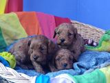 Gerçek A Kali̇te Cavapoo Yavrular