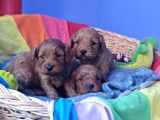 Gerçek A Kali̇te Cavapoo Yavrular