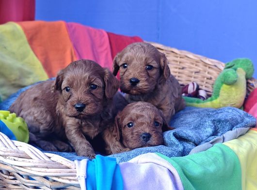 Gerçek A Kali̇te Cavapoo Yavrular görsel