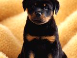 Dev Gibi Koca Kafalı Rottweiler Yavrular