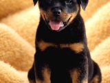 Dev Gibi Koca Kafalı Rottweiler Yavrular