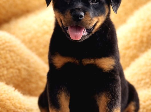 Dev Gibi Koca Kafalı Rottweiler Yavrular görsel