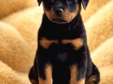 Dev Gibi Koca Kafalı Rottweiler Yavrular