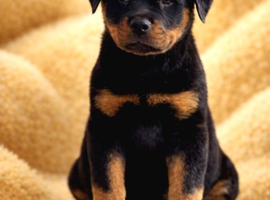 Dev Gibi Koca Kafalı Rottweiler Yavrular görsel