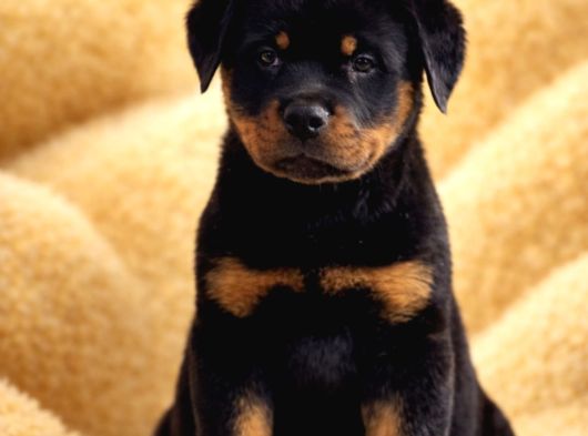 Dev Gibi Koca Kafalı Rottweiler Yavrular görsel