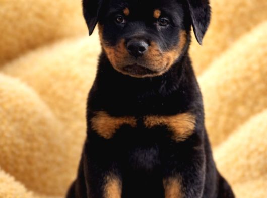 Dev Gibi Koca Kafalı Rottweiler Yavrular görsel