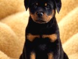 Dev Gibi Koca Kafalı Rottweiler Yavrular