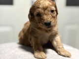 Poodle Bebeklerimiz Rezerveye Açık