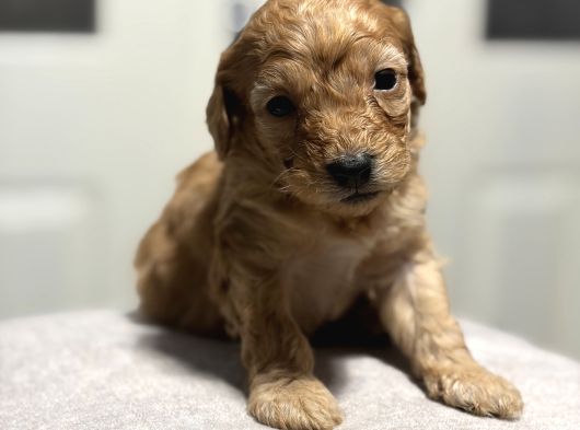 Poodle Bebeklerimiz Rezerveye Açık görsel