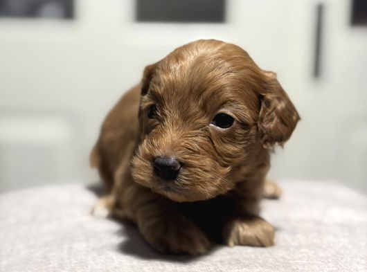 Poodle Bebeklerimiz görsel