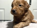 Poodle bebeklerimiz rezerveye açık