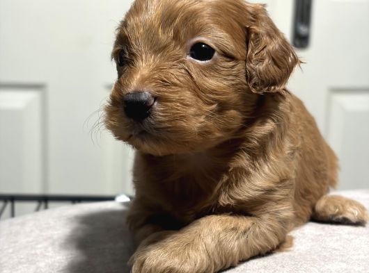 Poodle Bebeklerimiz Rezerveye Açık