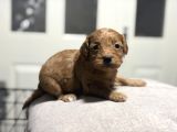Poodle Bebeklerimiz